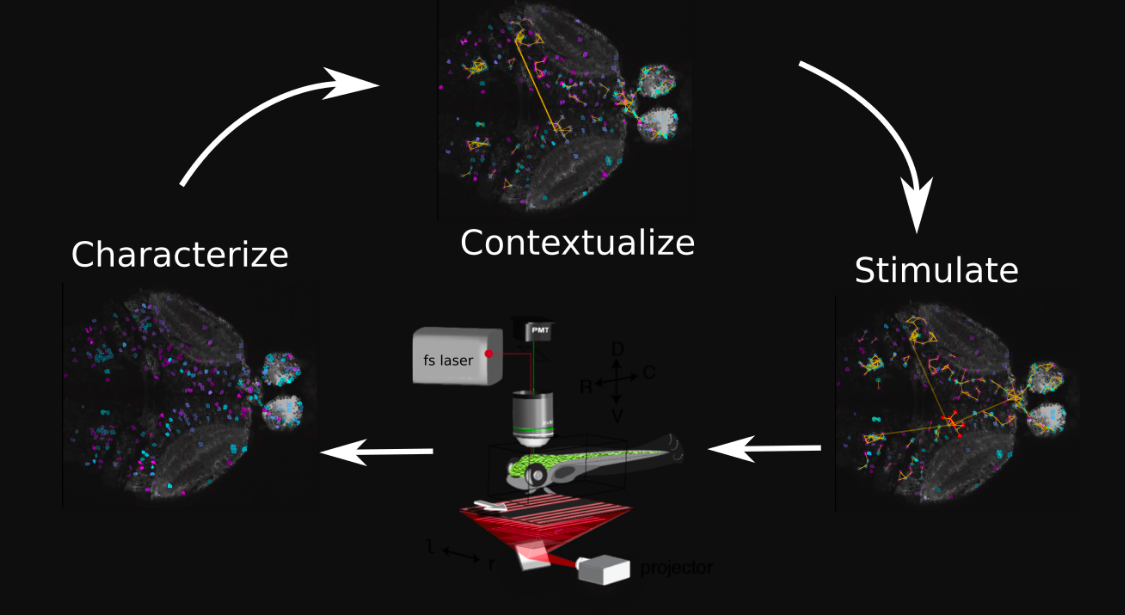 Real-time zebrafish analysis pipeline