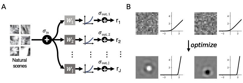 Efficient coding in the retina